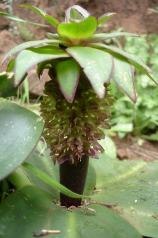 Eucomis schijffii pale plant, dark flower stalk